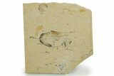 Fossil Fish and Shrimp Association - Hjoula, Lebanon #375789-1